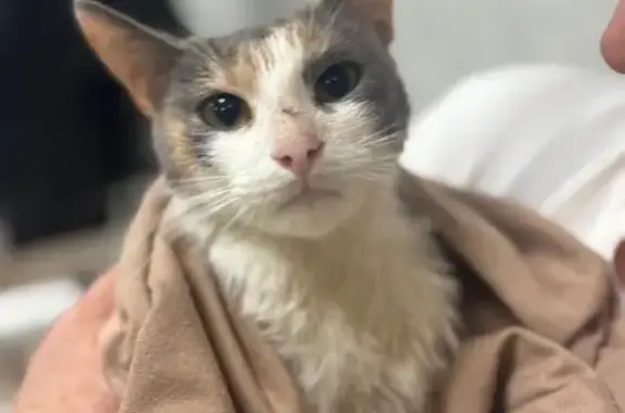 Кошка найдена: метро Тульская, ул. Прошлякова, 5 к3