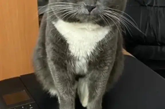 Пропала кошка, Сиреневая 14, Птицефабрика