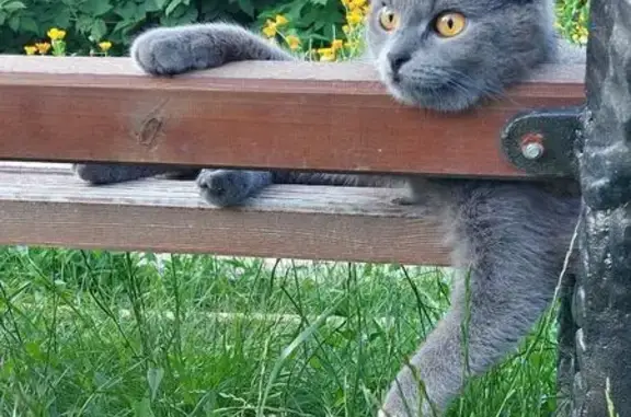 Пропала кошка, Участковая ул., Саратов