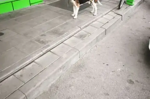 Собака найдена: Октябрьская ул., 4А