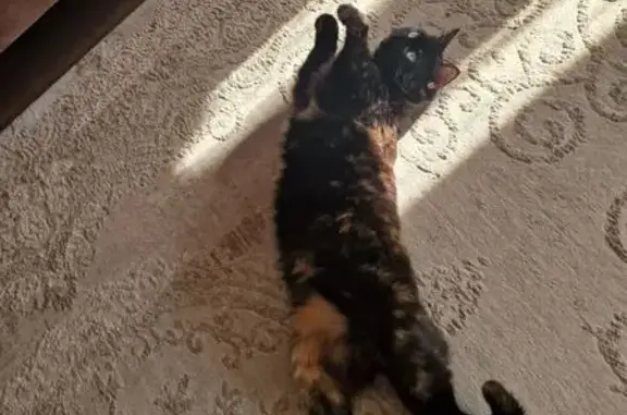 Кошки потеряшки, Новомосковск, фото: Потеряшка кошка, ул. Мира, 40, Новомосковск