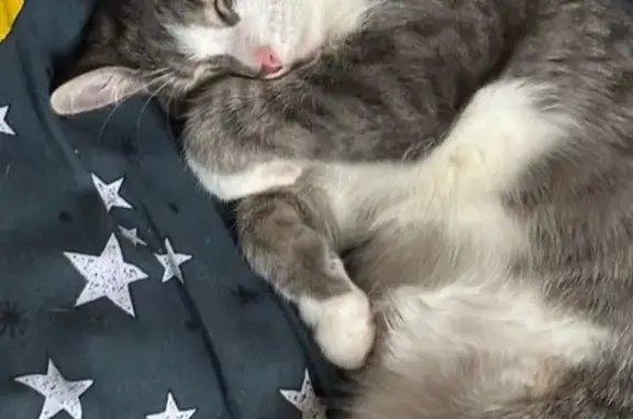 Кошки потеряшки, Чебоксары, фото: Потеряшка кошка, Чебоксары, Тракторостроителей 77