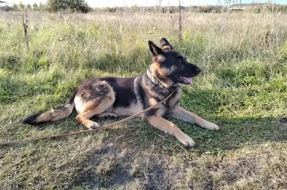 Найдена собака, , фото: Овчарка найдена, Уфа, Зубово