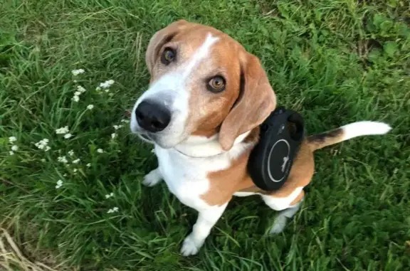 Пропала собака, Подвязье, Смоленская обл.