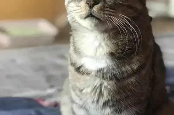 Найдена кошка, Самарская область, фото: Кошка найдена: Ташелка, Самарская обл.