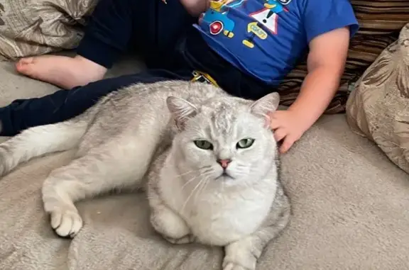 Пропала кошка, Гуторовская 21/2, Курск