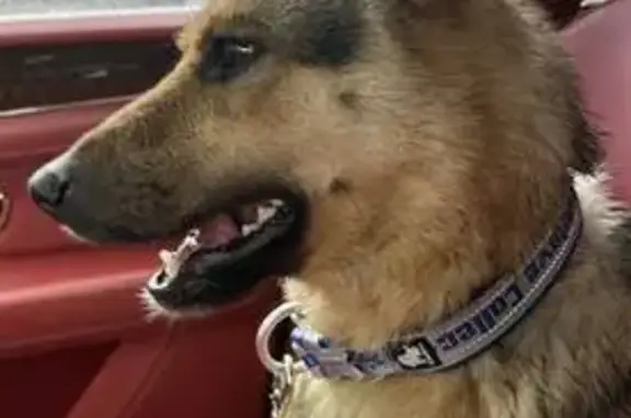 Найдена собака, Артём, Приморский край