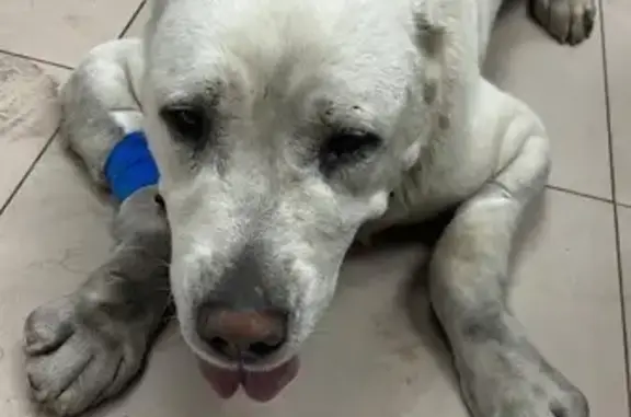 Найдена собака, Иркутск, Иркутская обл.