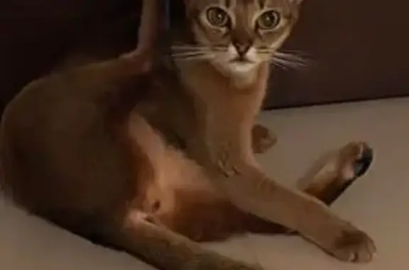 Кошки потеряшки, , фото: Потеряшка абессинка, ул. Федосеева, уч2