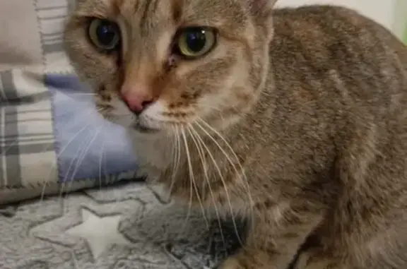 Найдена кошка, Ростов-на-Дону, фото: Кошка найдена: Пушкинская ул, 85, Ростов-на-Дону