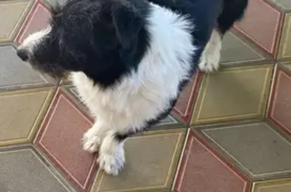 Собаки потеряшки, Анапская, фото: Потеряшка собака, Советская 146, Анапская