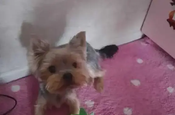 Собаки потеряшки, Верхняя Пышма, фото: Потеряшка собака, ул. Огнеупорщиков, В. Пышма