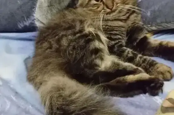 Пропала кошка, Верхняя Первомайская 63к2