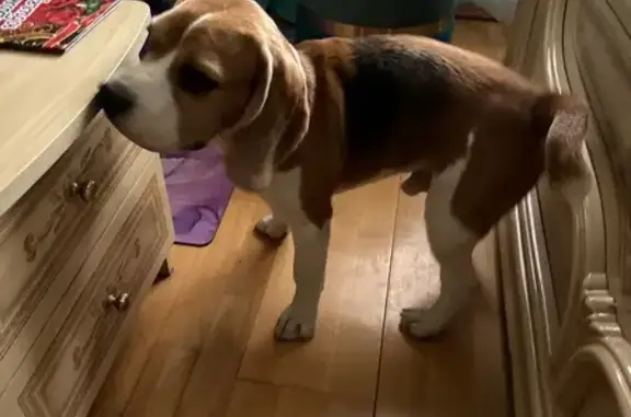 Найдена собака, Москва, фото: Найден бигль на Лазо, 3 с2, Москва