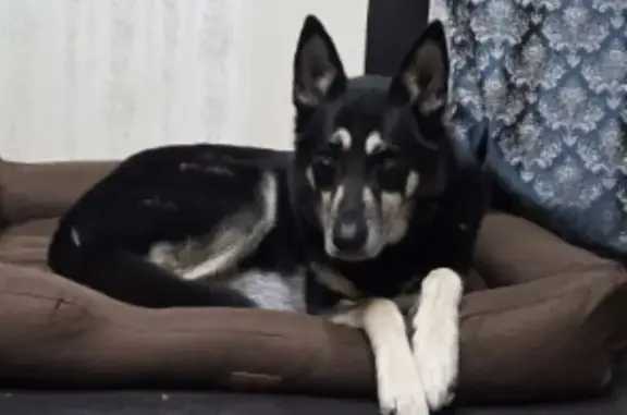 Пропала собака в Веккелево, срочно!