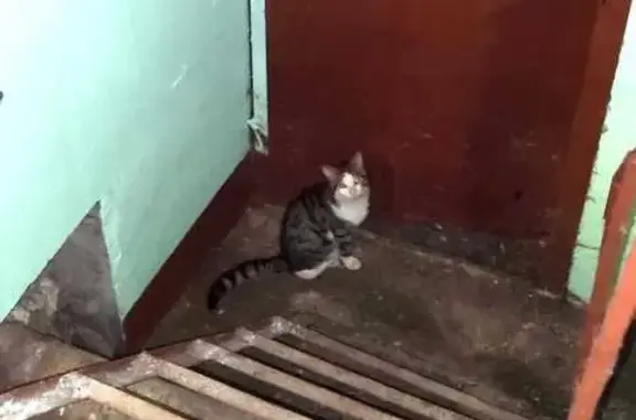 Кошка найдена: пр. Жукова, 72 к4, СПб