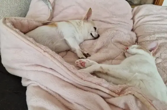 Пропала собака, ул. Ивана Франко, 15