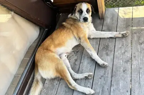 Собака найдена в с. Нижний Унал, Владикавказ