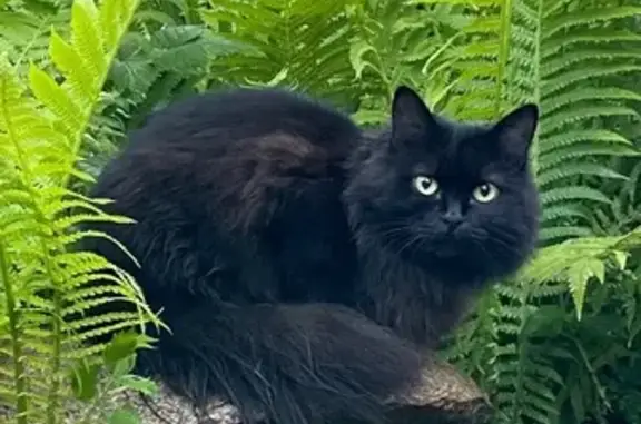 Кошки потеряшки, Дедовск, фото: Потеряшка чёрная кошка, Луговая 1, Дедовск