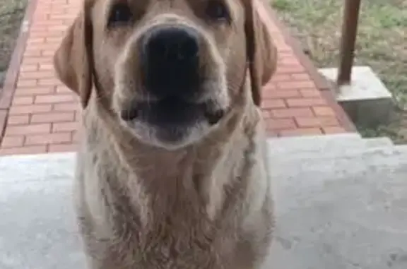 Найдена собака, Старый Оскол, фото: Собака найдена: Пушкарская Дача, 49