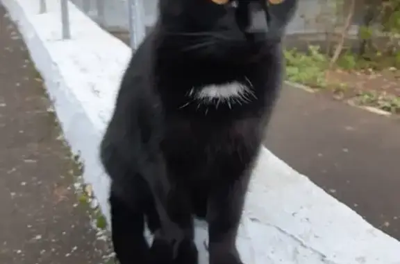 Найдена кошка, Уральская ул., 3, Москва