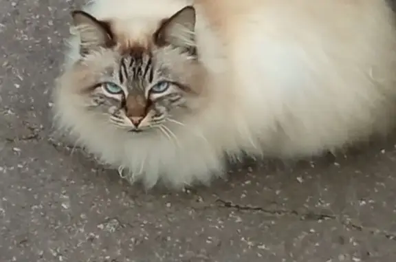 Найдена кошка, Великий Новгород, фото: Крупная кошка найдена: Великая ул, 1