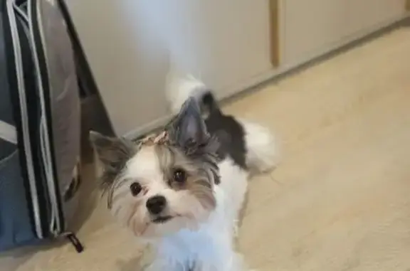 Собаки потеряшки, Санкт-Петербург, фото: Потеряшка собака у школы №390, ул. Здоровцева