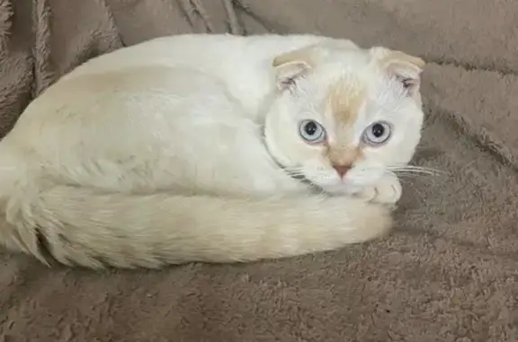 Пропала кошка, Санаторная ул., Бор