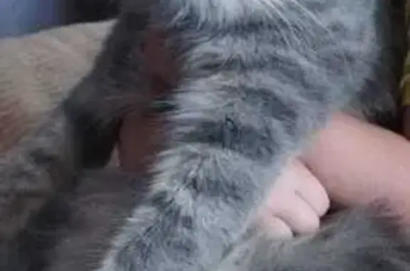 Кошки потеряшки, Киров, фото: Потеряшка кошка, ул. Чернышевского 35, Киров