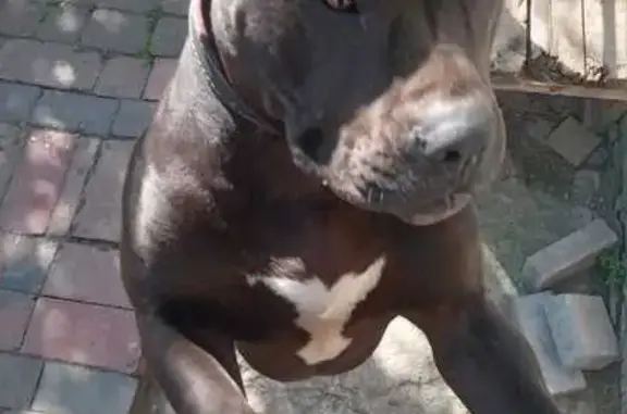 Собаки потеряшки, Ростов-на-Дону, фото: Потеряшка собака, ул. Погодина, Ростов-на-Дону