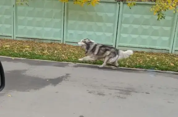 Найдена собака, Москва, фото: Собака найдена, ул. Фабрициуса, Москва