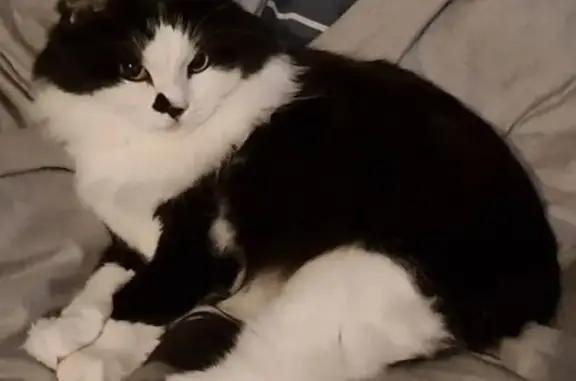 Кошки потеряшки, Брест, фото: Потеряшка кошка, Грушевая ул. 16, Брест