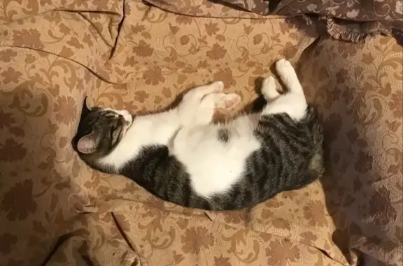 Кошки потеряшки, Долгопрудный, фото: Потеряшка кошка, ул. Чкалова 29, Долгопрудный