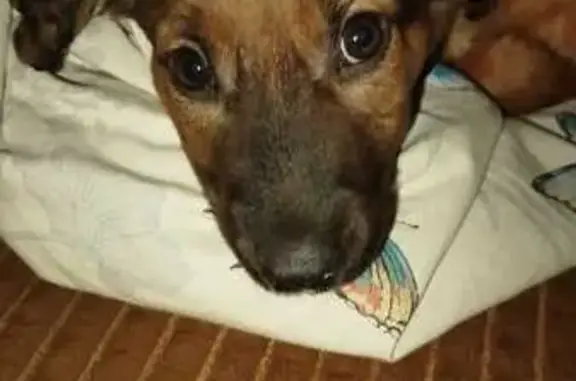 Лёле нужен дом! Омск, ул. Химиков, 47