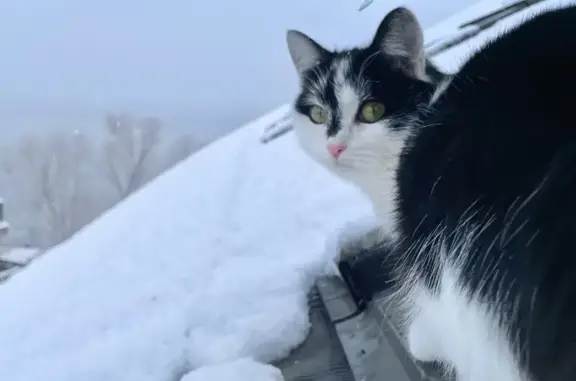 Пропала кошка, Приозёрная 1, Магнитогорск