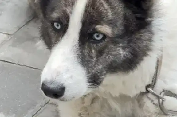 Пропала собака, Земляничная ул., Тюмень