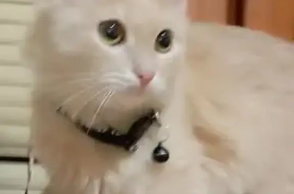 Кошка найдена, ул. Попова, Пенза