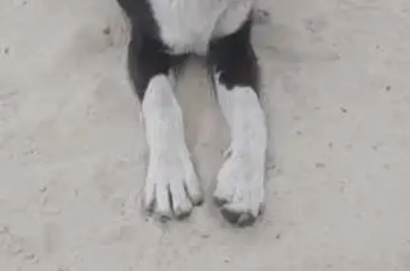 Собака найдена: Минаева, 32, Ульяновск