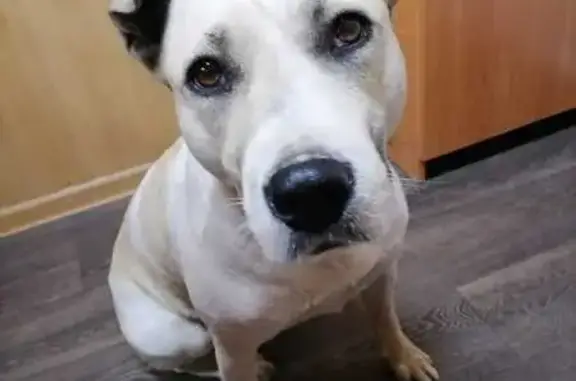 Собаки потеряшки, Спас-Заулок, фото: Потеряшка собака, Спас-Заулок, 121