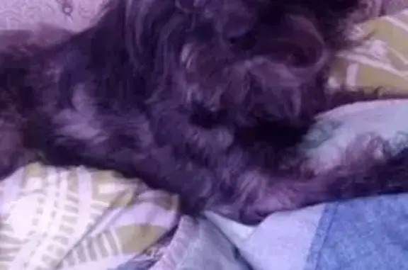 Собаки потеряшки, Хабаровский край, фото: Потеряшка собака, Селехино, Хабаровский край