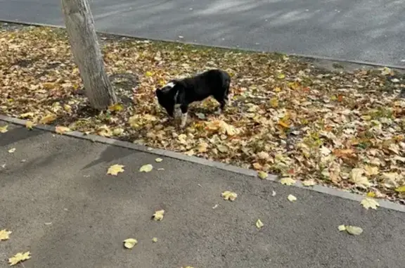 Найдена собака, , фото: Слепая собака у остановки на Лермонтова, 26
