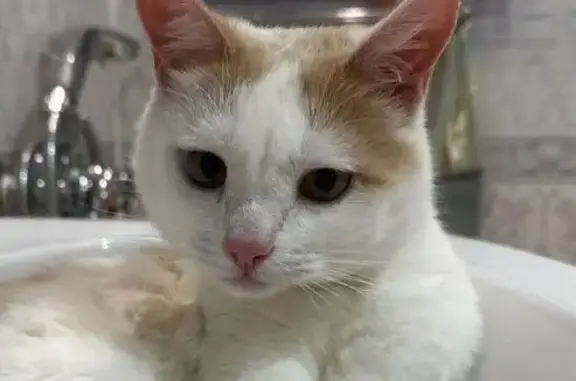 Кошки потеряшки, Ульяновск, фото: Потеряшка кошка, Шигаева 22, Ульяновск