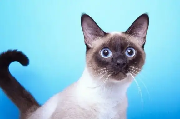 Найдена кошка, Кратово, фото: Котенок найден: ул. Тихая, 12В, Кратово