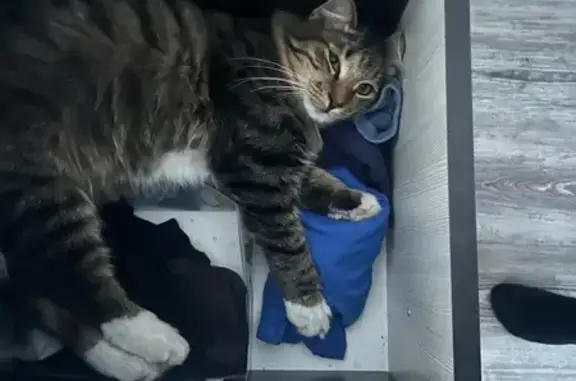 Объявления о пропавших и найденных животных, Борисоглебск, фото: Пропала кошка, Юбилейная ул., Борисоглебск