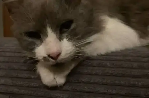 Кошки потеряшки, , фото: Потеряшка кошка Умка, ул. Ленина, 13