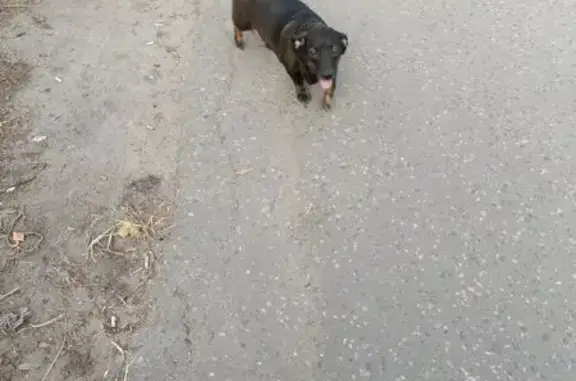 Найдена собака, , фото: Такса найдена на ул. Рахманинова, Пенза