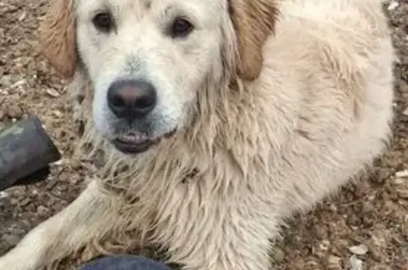 Найдена собака, Пучково, фото: Собака найдена: Центральная ул., Пучково