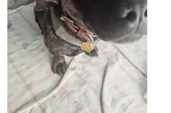 Найдена собака, Чита, фото: Собака найдена: Советская ул., 9, Чита