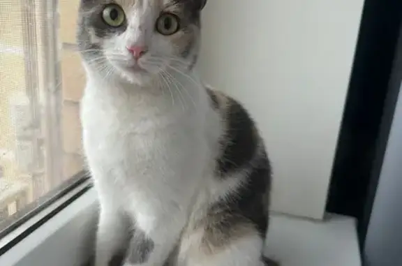 Найдена кошка, Ростовская область, фото: Трехцветная кошка найдена, Ростов-на-Дону