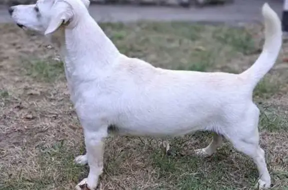 Пропала собака, ул. Центральная, Папоротный